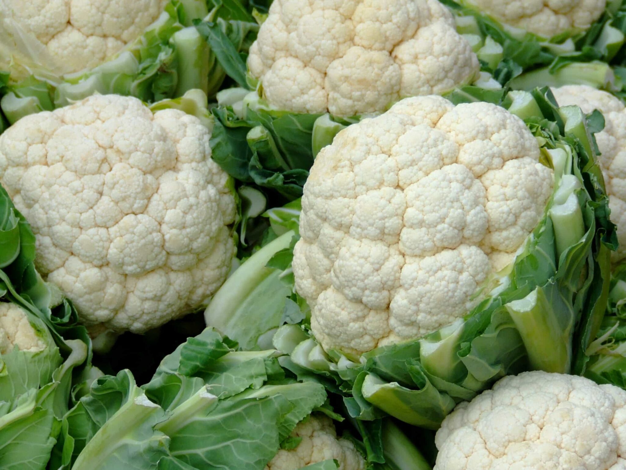 cauliflower-kidney-nutrition-ingredient-highlight